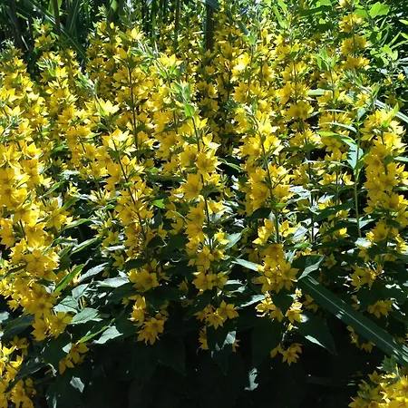 Graceful In Velmede With Garden * Bestwig