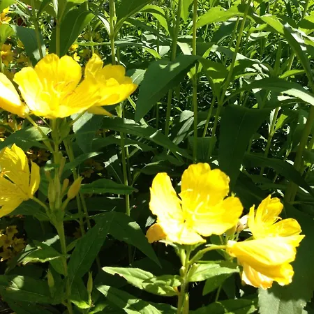 Graceful In Velmede With Garden *