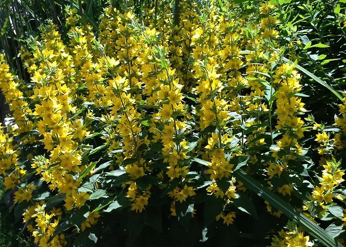 Graceful In Velmede With Garden * Bestwig