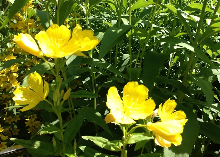 Graceful In Velmede With Garden *